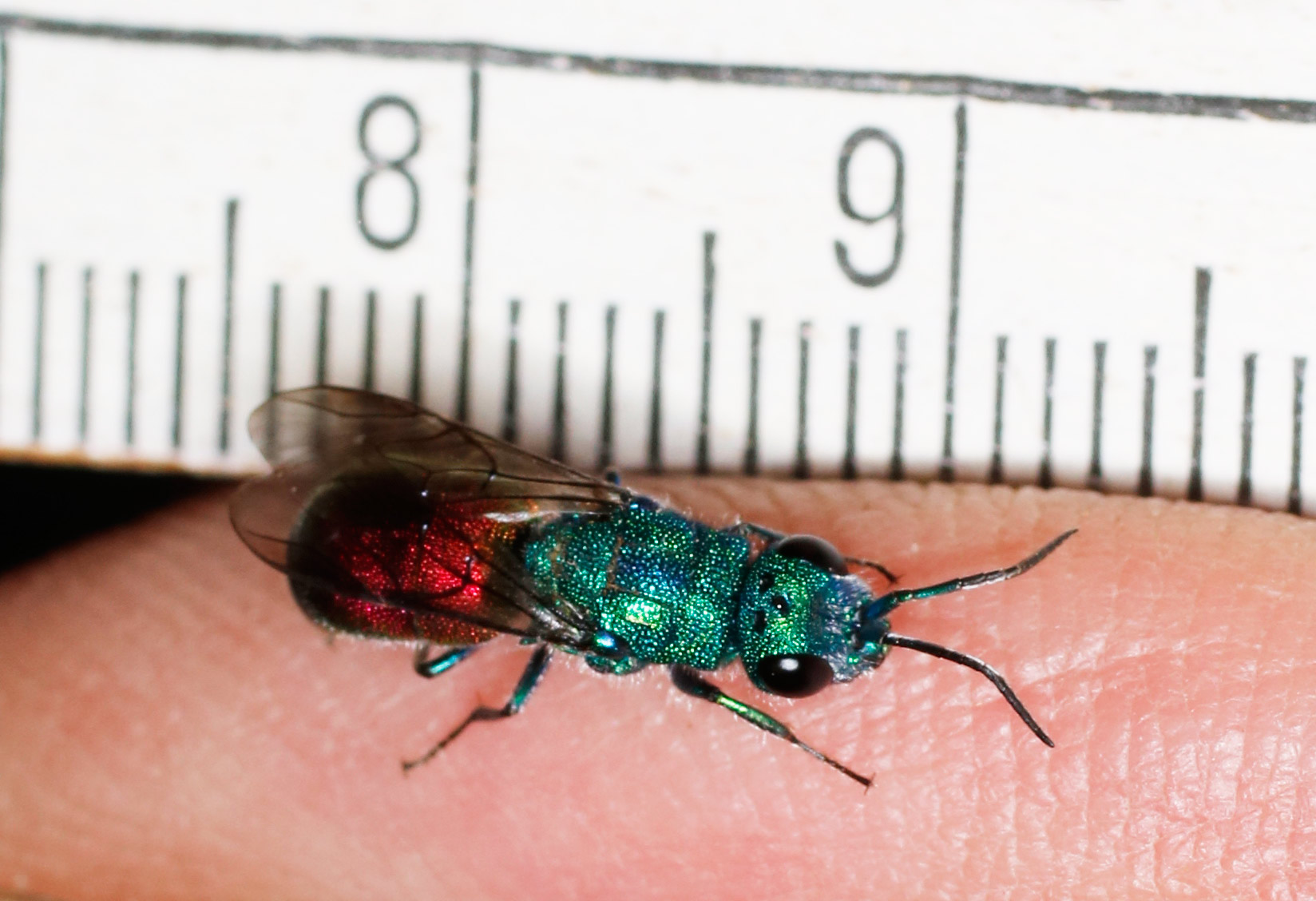 Chrysididae da identificare: Chrysura refulgens